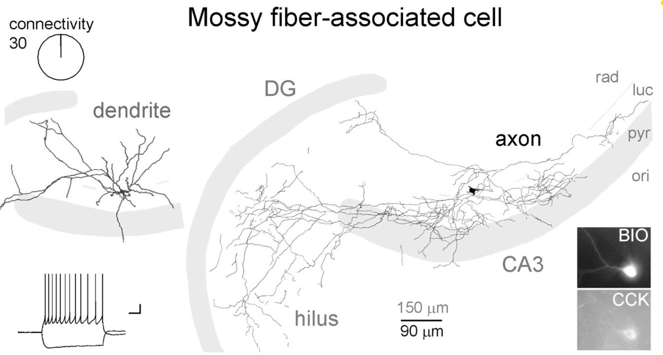 Neuron type - CA3 Mossy Fiber-Associated